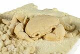 Fossil Crab (Potamon) Preserved in Travertine - Turkey #379420-1